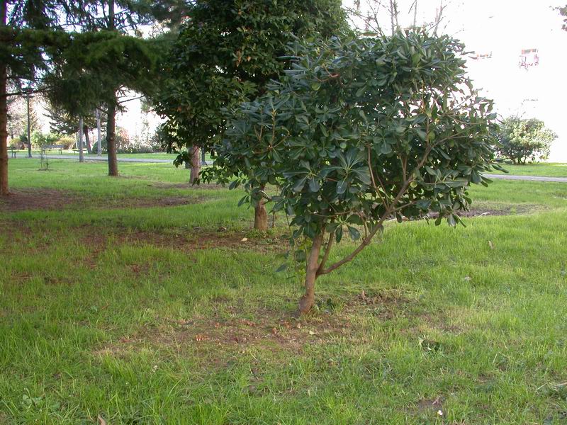 Psathyrella candolleana